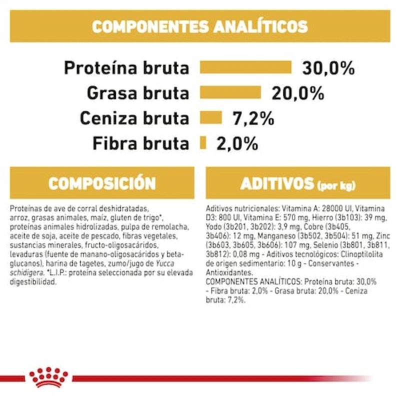 Chihuahua Puppy Chihuahua Puppy