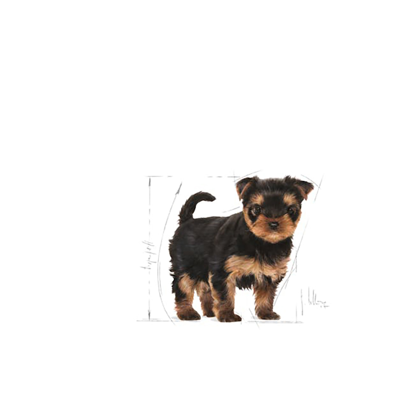Yorkshire Terrier Junior 500 GR Yorkshire Terrier Junior 500 Gr
