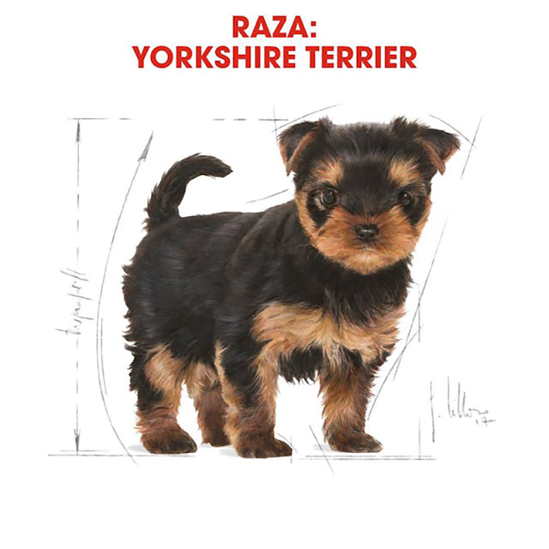 Yorkshire Terrier Junior 500 GR Yorkshire Terrier Junior 500 Gr