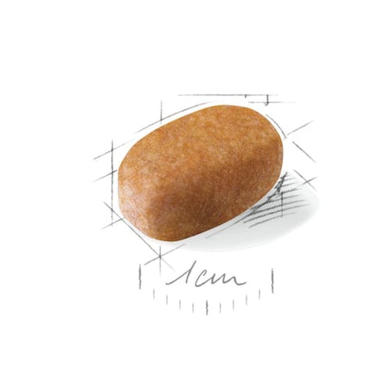 Maltese Adult Maltese Adult