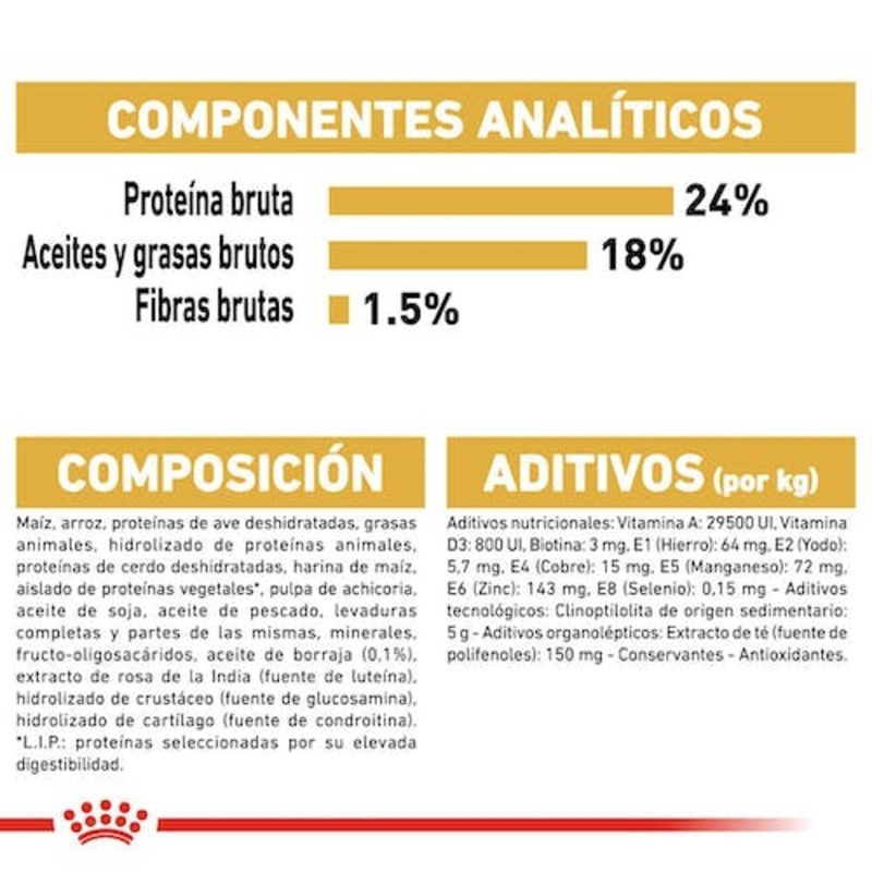 Maltese Adult Maltese Adult