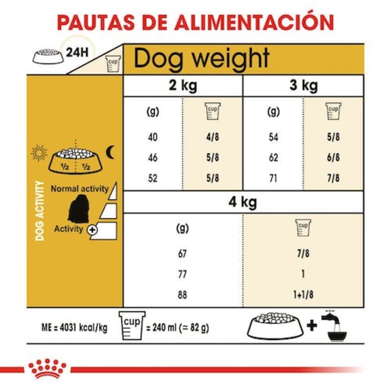 Maltese Adult Maltese Adult