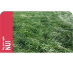 Césped Ray Grass Ingles Diploide Nui 1 Kg