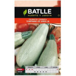 Calabacín Verde Claro Temprano Argelia Sobre 8 Gr