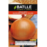 Cebolla Valenciana Tardía Selección Fallera 4 Gr