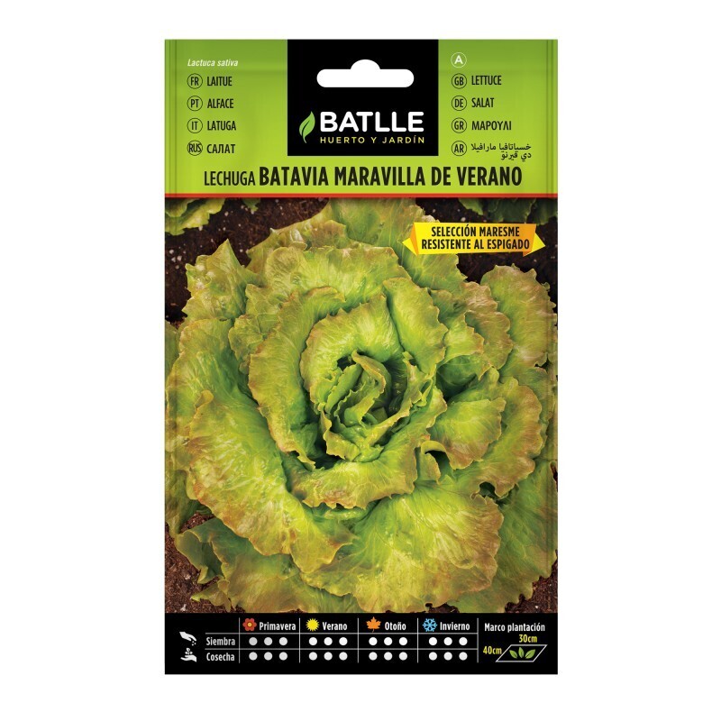 LECHUGA BATAVIA MARAVILLA DE VERANO 7 GR Lechuga Batavia Maravilla De Verano 7 Gr