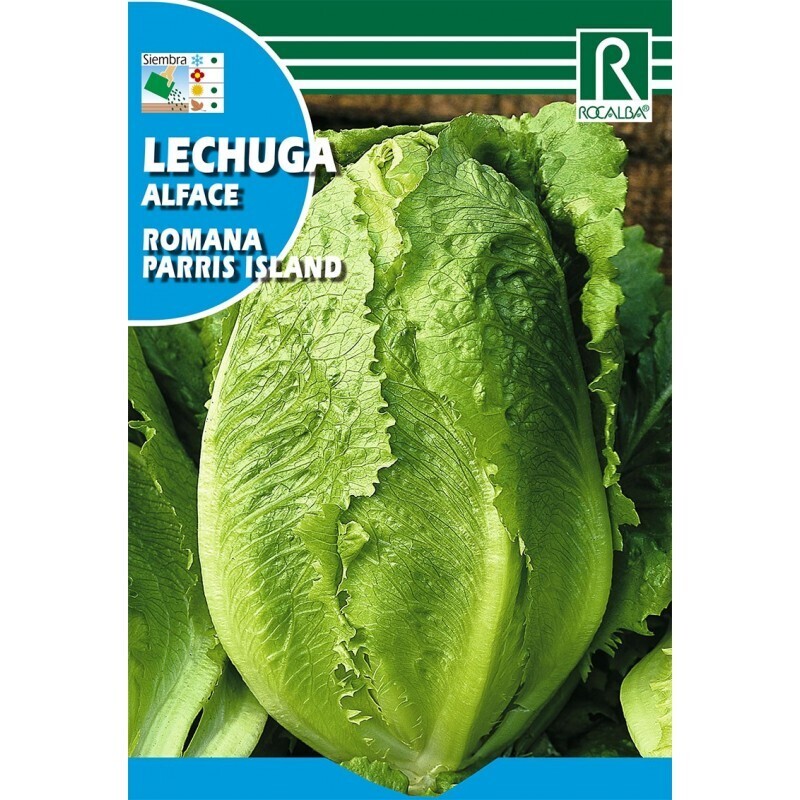 LECHUGA ROMANA PARRIS ISLAND 6 GR SOBRE Lechuga Romana Parris Island 6 Gr Sobre