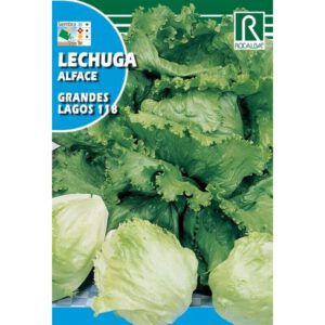 LECHUGA GRANDES LAGOS 118 - 6 GR