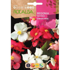 BEGONIA SEMPERFLORENS VARIADA SOBRE 0