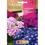 Cineraria Híbrida Grandes Flores Sobre 0