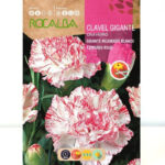 Clavel Gigante Blanco Estriado Rojo Sobre 1 Gr