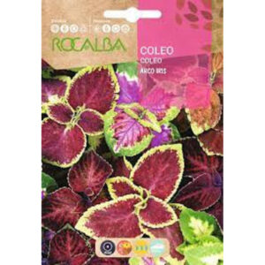 CÓLEO ARCO IRIS VARIADO SOBRE 0