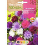 Coronado Reina Enano Variado Sobre 3 Gr