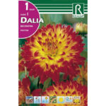 Dália Procyon Rojo Y Amarillo Bolsa 1 Bulbo