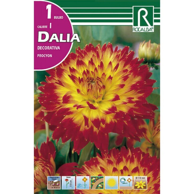 DÁLIA PROCYON ROJO Y AMARILLO BOLSA 1 BULBO Dália Procyon Rojo Y Amarillo Bolsa 1 Bulbo
