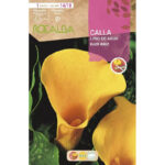 Cala Lirio Agua Black Magic Amarillo Bolsa 1 Bulbo