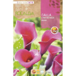 Cala Lirio Agua Bolero Rosa Oscuro Bolsa 1 Bulbo