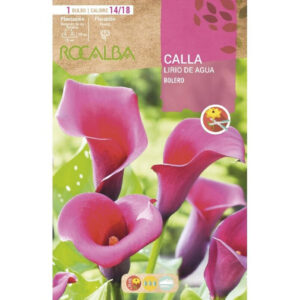 CALA LIRIO AGUA BOLERO ROSA OSCURO BOLSA 1 BULBO