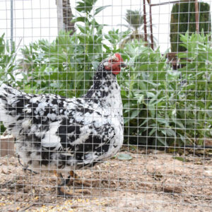 MALLA PLÁSTICA CUADRADA 5x5 mm VERDE 1 X 25 M