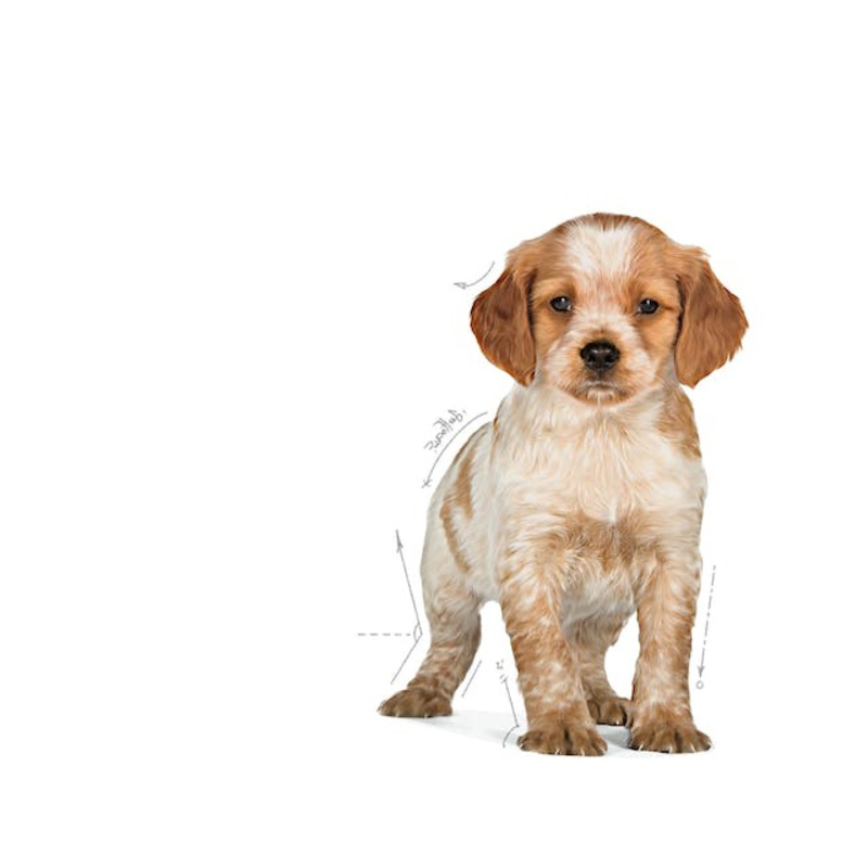 Royal Canin Medium Puppy para perros 15 kg Royal Canin Medium Puppy Para Perros 15 Kg - Imagen 3