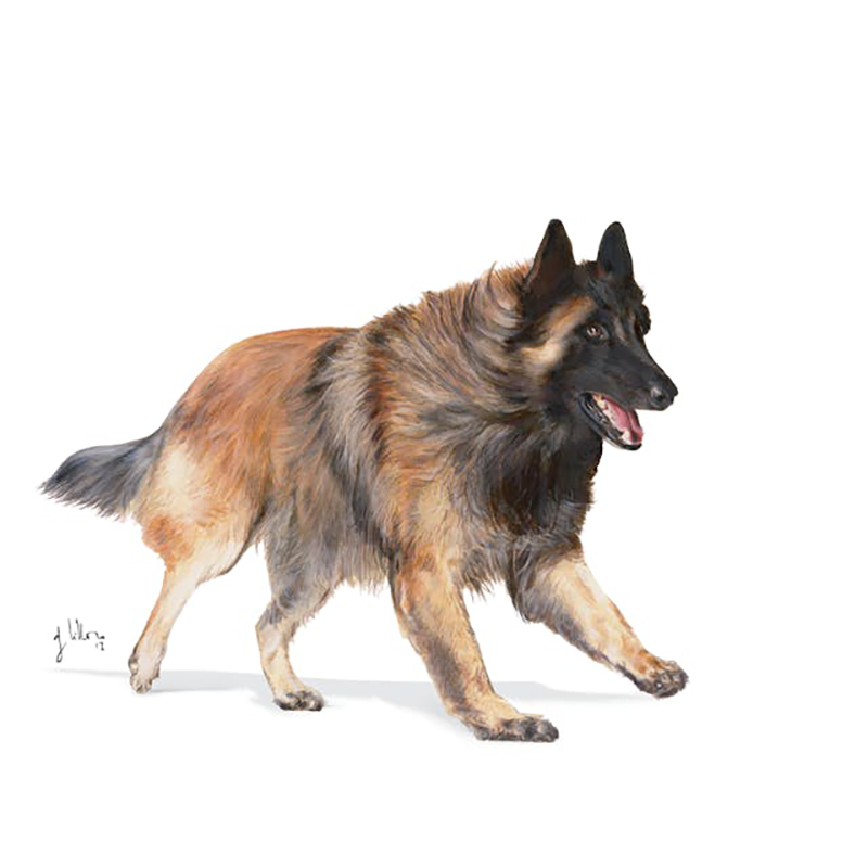 Royal Canin Sport Life Energy Trail 4300 para perros 15 kg Royal Canin Sport Life Energy Trail 4300 Para Perros 15 Kg - Imagen 3