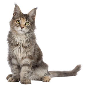 PIPETA DIPTRON PLUS FIPROMIL 0.5 ML GATO