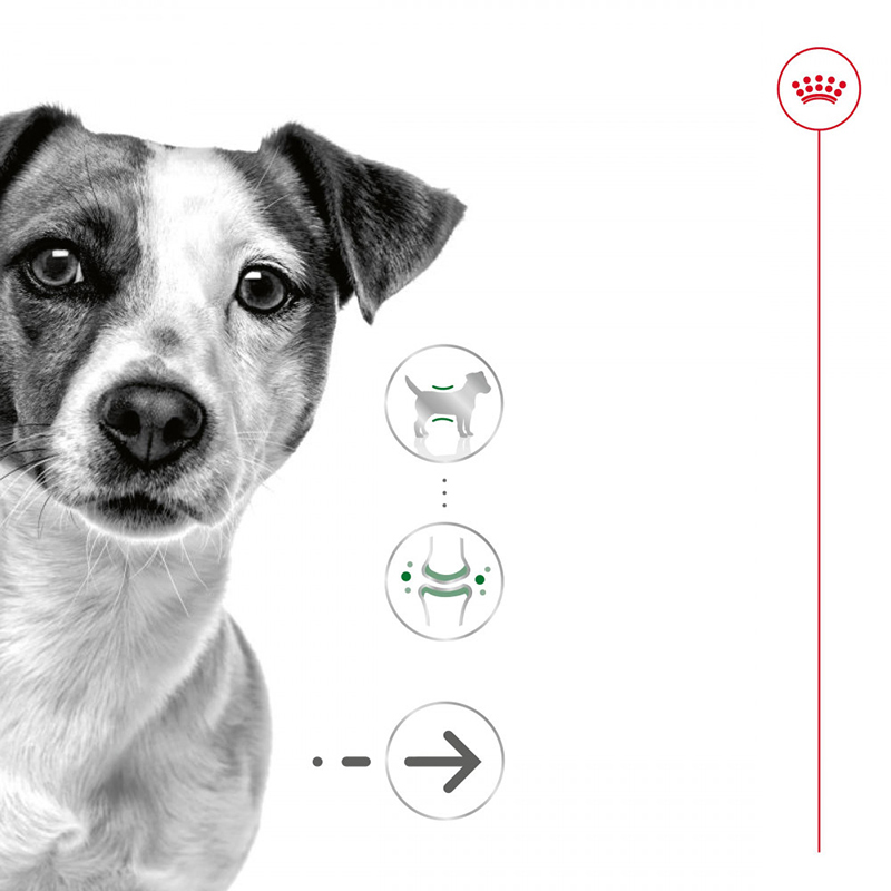 Royal Canin Mini Adult Ageing Mousse para perros, lata de 195 g Royal Canin Mini Adult Ageing Mousse Para Perros, Lata De 195 G - Imagen 2