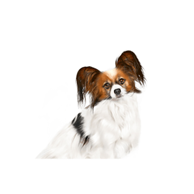 Royal Canin X Small Adult para perros, sobre de 85 g Royal Canin X Small Adult Para Perros, Sobre De 85 G - Imagen 3