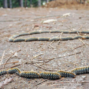 PROCESIOFIX SPRAY PRIMEROS AUXILIOS PARA CONTACTO POR PROCESIONARIA 100 ML