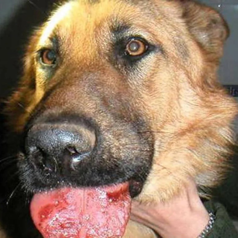 PROCESIOFIX SPRAY PRIMEROS AUXILIOS PARA CONTACTO POR PROCESIONARIA 100 ML Procesiofix Spray Primeros Auxilios Para Contacto Por Procesionaria 100 Ml