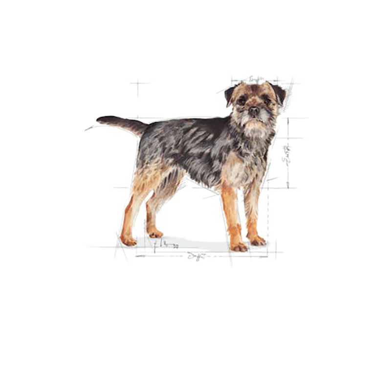 STERILISED MINI ADULT 3 KG ROYAL CANIN Sterilised Mini Adult 3 Kg Royal Canin - Imagen 3