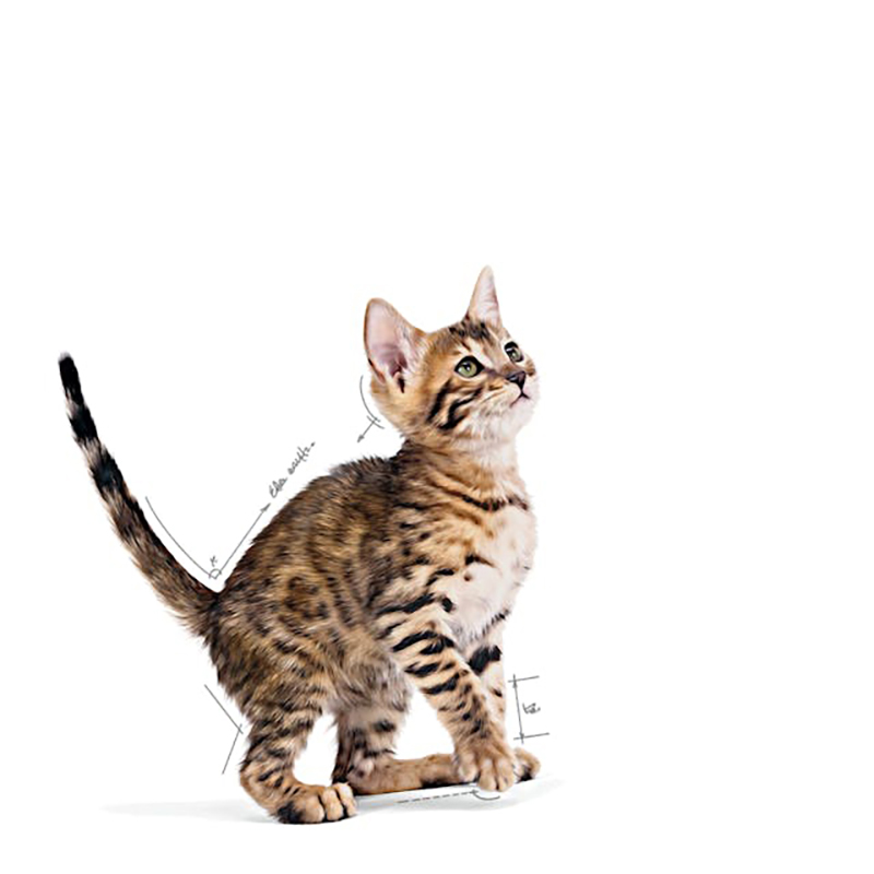 Royal Canin Kitten Sterilised para gatos, sobre de 85 g Royal Canin Kitten Sterilised Para Gatos, Sobre De 85 G - Imagen 3