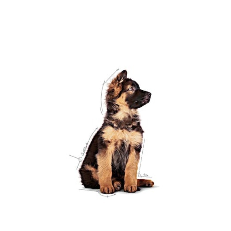 Royal Canin Maxi Puppy para perros, sobre de 140 g Royal Canin Maxi Puppy Para Perros, Sobre De 140 G - Imagen 3