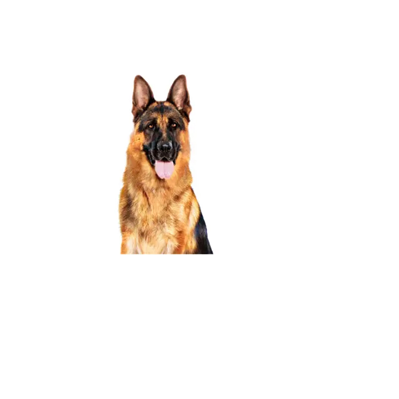 Royal Canin Maxi Adult para perros, sobre de 140 g Royal Canin Maxi Adult Para Perros, Sobre De 140 G - Imagen 3