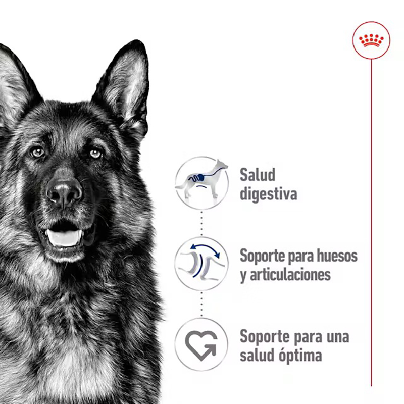 Royal Canin Maxi Adult para perros, sobre de 140 g Royal Canin Maxi Adult Para Perros, Sobre De 140 G - Imagen 4