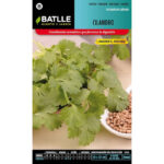 Cilantro Coriandrum Sativum