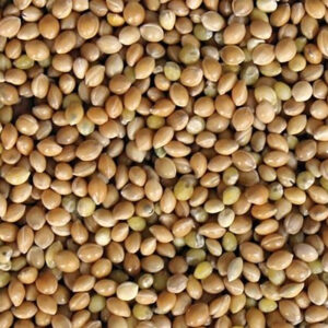 Mijo Amarillo para Aves – Bolsa de 1 kg